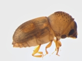 Hypocryphalus mangiferae 11934
