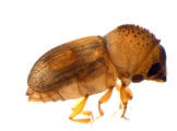 Hypocryphalus mangiferae 11934