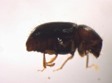 Hypocryphalus montanus 2721