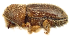 Hypothenemus africanus 12236