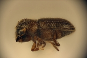 Hypothenemus brunneus 12759
