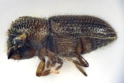 Hypothenemus brunneus 12759