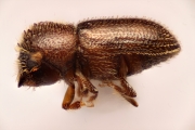 Hypothenemus brunneus 12759
