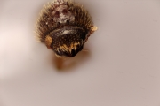 Hypothenemus brunneus 12759