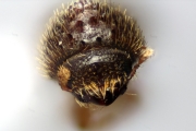 Hypothenemus brunneus 12759