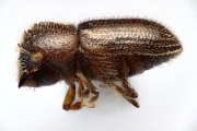 Hypothenemus brunneus 12759