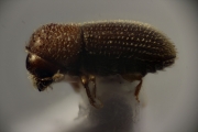 Hypothenemus arecceae 13506