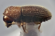 Hypothenemus arecceae 13506