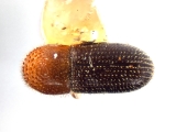 Hypothenemus arecceae 12237