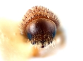 Hypothenemus arecceae 12237