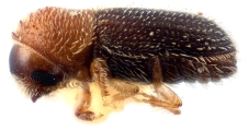 Hypothenemus arecceae 12237