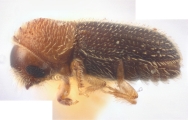 Hypothenemus arecceae 12237