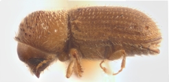 Hypothenemus arecceae 12238