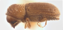 Hypothenemus arecceae 12238