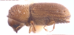 Hypothenemus arecceae 12238