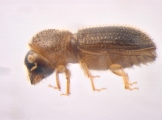 Hypothenemus arecceae 13674