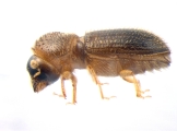 Hypothenemus arecceae 13674