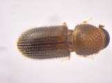 Hypothenemus arecceae 13674