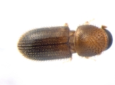 Hypothenemus arecceae 13674