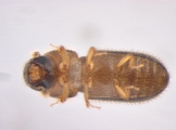 Hypothenemus arecceae 13674