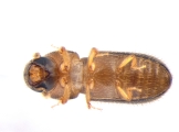 Hypothenemus arecceae 13674