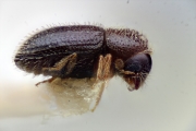 Hypothenemus artocarpi 10434