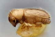 Hypothenemus beameri 10436