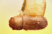 Hypothenemus beameri 10436