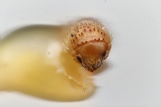 Hypothenemus beameri 10436