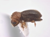 Hypothenemus birmanus 12488