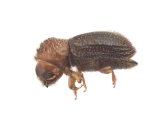 Hypothenemus birmanus 12488
