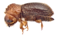 Hypothenemus birmanus 12488