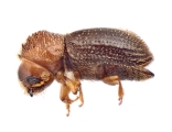 Hypothenemus birmanus 12488