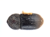 Hypothenemus rotundicollis 12600