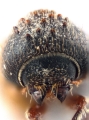 Hypothenemus rotundicollis 12600