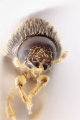 Hypothenemus birmanus 12677