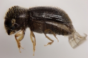 Hypothenemus birmanus 12677