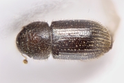 Hypothenemus birmanus 12677