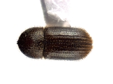 Hypothenemus birmanus 12750