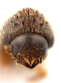 Hypothenemus birmanus 12750