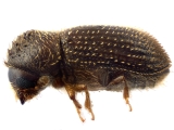 Hypothenemus birmanus 12750
