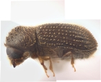Hypothenemus birmanus 12750