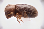 Hypothenemus birmanus 12751