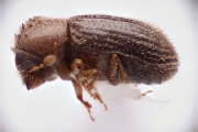 Hypothenemus birmanus 12751