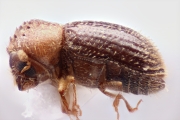 Hypothenemus birmanus 12752