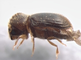 Hypothenemus birmanus 13554