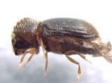 Hypothenemus birmanus 13554
