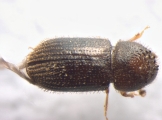 Hypothenemus birmanus 13554