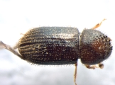 Hypothenemus birmanus 13554