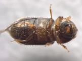 Hypothenemus birmanus 13554